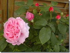 Mary Rose David Austin roses